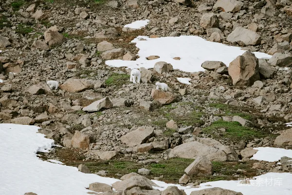 高清摄影 一只山羊站在岩石山坡的顶端