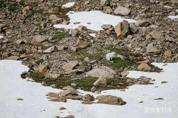 高清摄影 一只山羊站在被雪覆盖的斜坡顶上