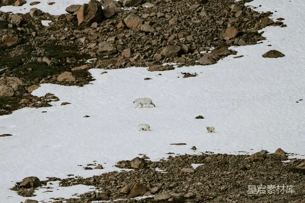 高清摄影 一只北极熊正在雪地里行走
