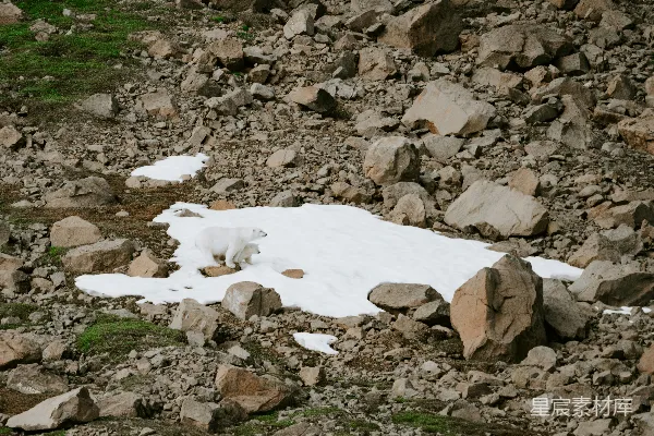 高清摄影 一只北极熊在积雪覆盖的地面上行走