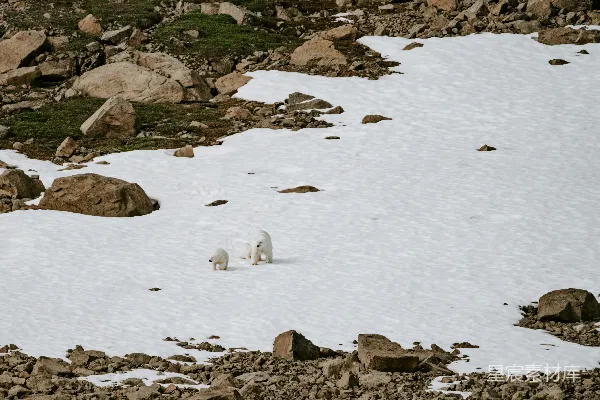 高清摄影 几只动物站在雪地里