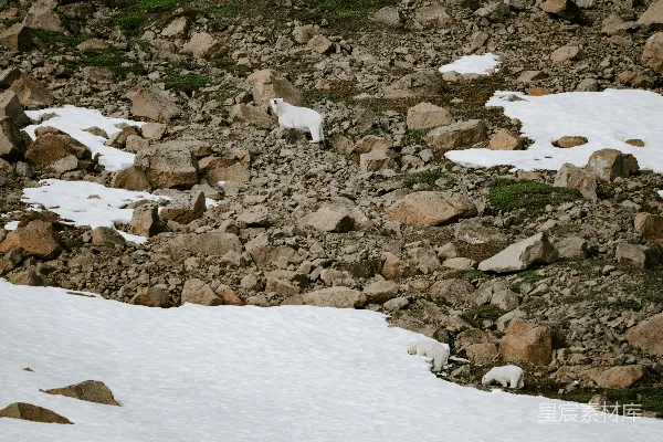 高清摄影 一只山羊站在岩石堆顶上