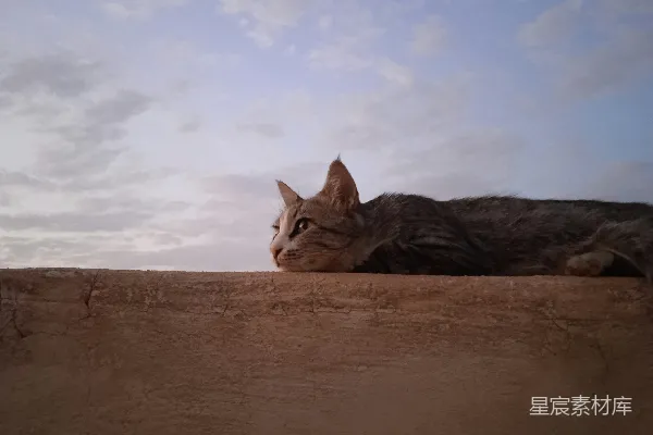 高清摄影 一只猫躺在水泥墙上。