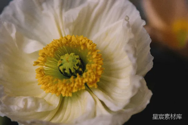高清摄影 盛开的白花