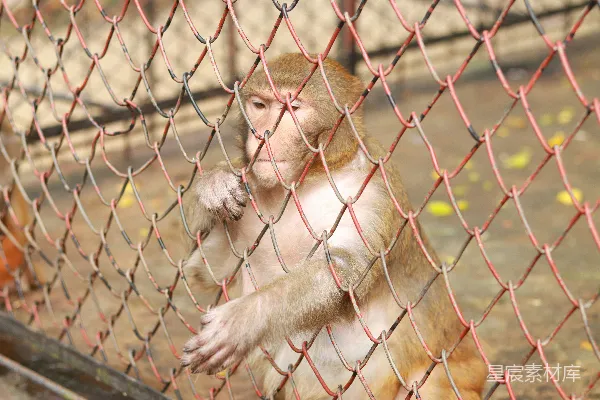 高清摄影 一只猴子坐在铁丝网栅栏后面