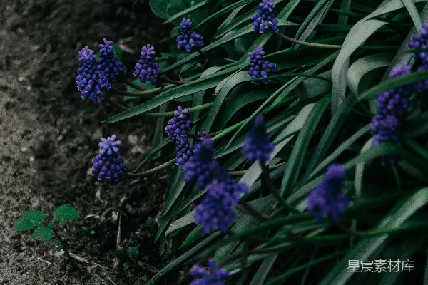 高清摄影 风信子花