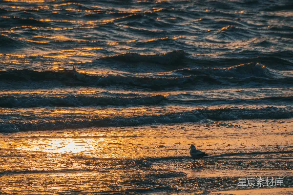 海滩上的小鸟