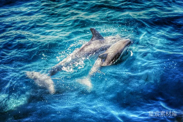 高清摄影 几只海豚在海洋中游泳