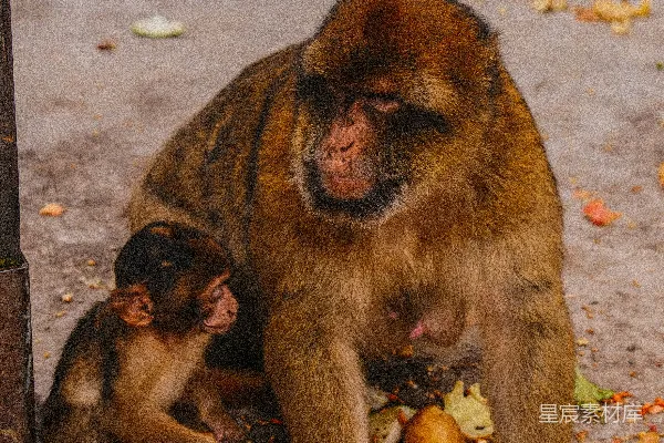 高清摄影 一只带着幼崽的母猴坐在地上。