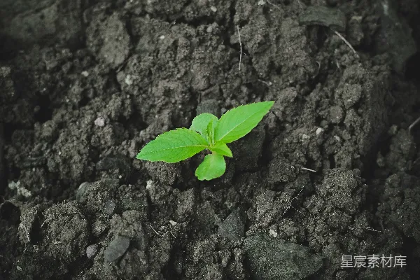 高清摄影 一株小小的绿植从地里冒出来