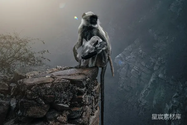 高清摄影 一只猴子坐在石墙的顶端