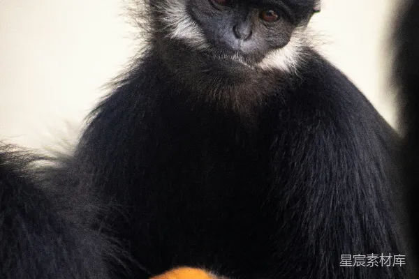 高清摄影 黑猿