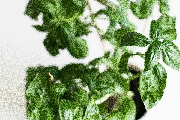 高清摄影 浅景深拍摄绿色植物
