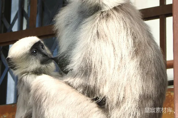 高清摄影 猴子妈妈深情地抱着她的宝宝。