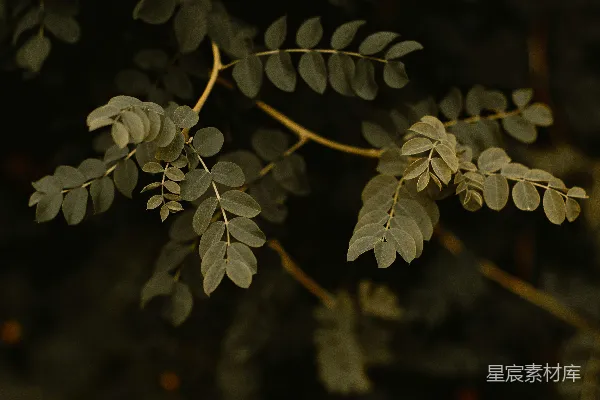 高清摄影 白花绿叶