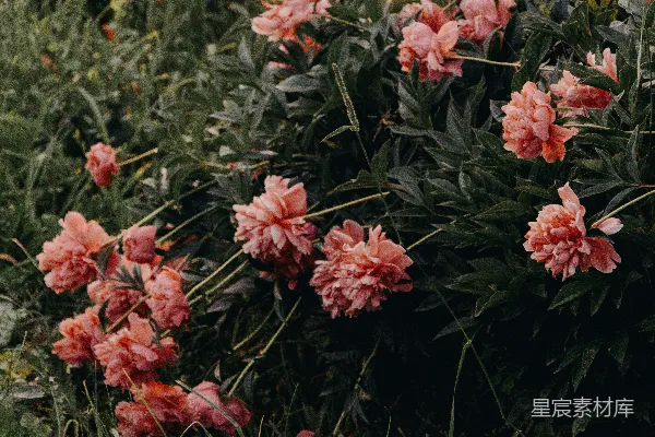 高清摄影 聚焦于红色花瓣的花朵照片