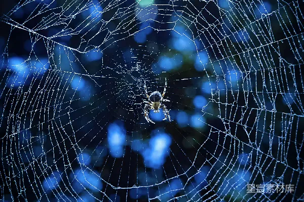 高清摄影 浅景深的灰色蜘蛛照片