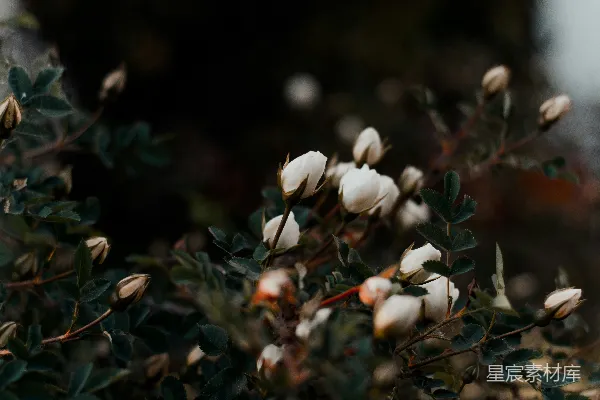 高清摄影 白花在绿草上
