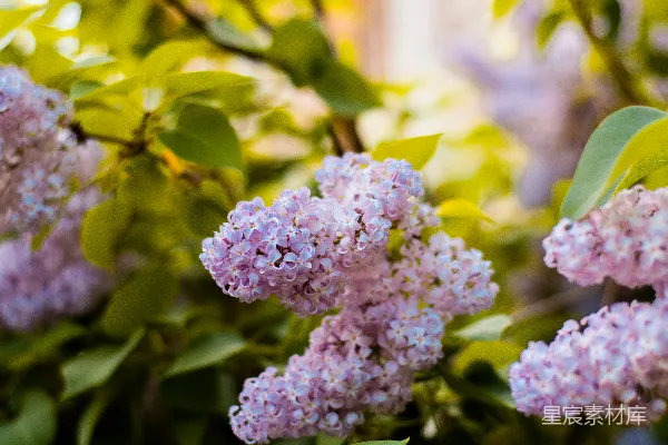 高清摄影 紫色花朵在微移镜头中呈现