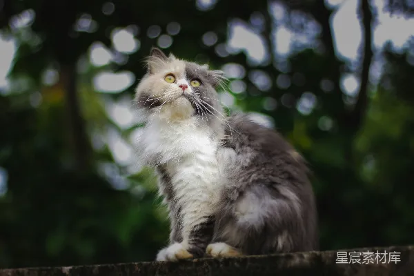 高清摄影 白黑相间的长毛猫