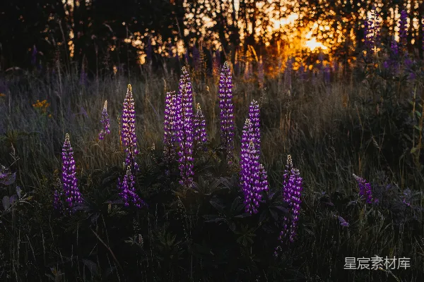 高清摄影 紫色花瓣的花