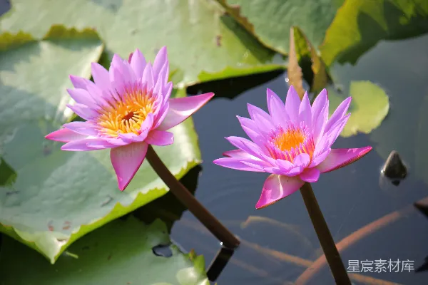 高清摄影 粉红色的莲花漂浮在水面上