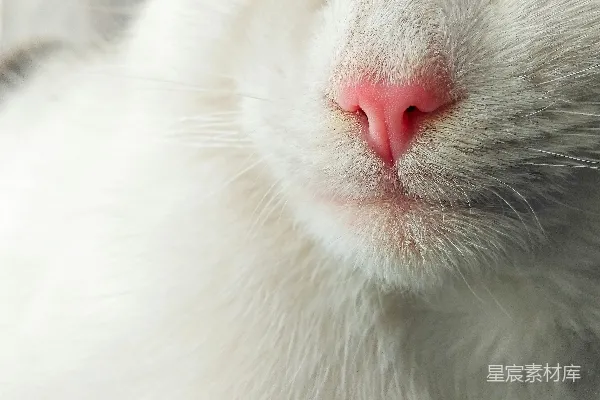 高清摄影 一只白色猫咪的脸部特写。