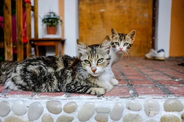 高清摄影 几只猫趴在砖地上。