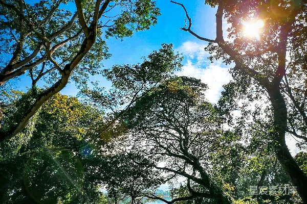高清摄影 阳光透过森林中的树木照耀下来。
