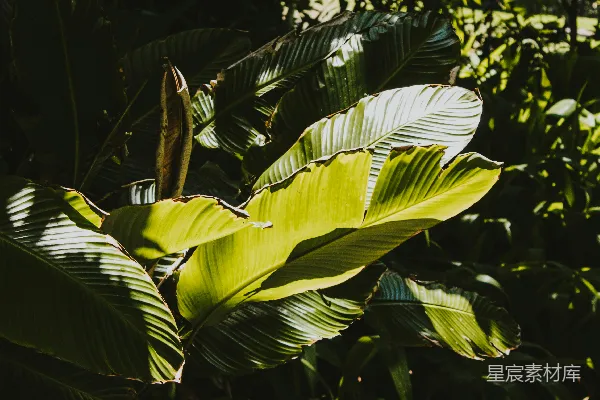 高清摄影 绿色植物在白天反射光线