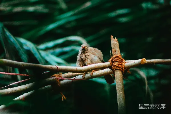 高清摄影 棕色的鸟在棕色的树枝上