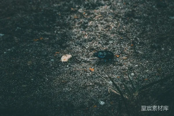 高清摄影 黑色的甲虫在灰色的混凝土地面上