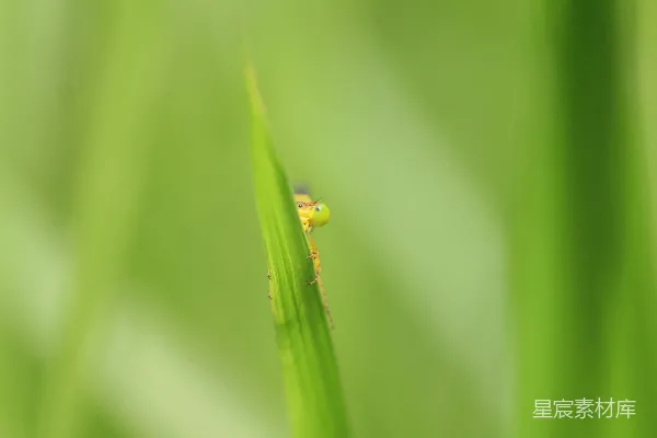 高清摄影 模糊的照片中有一株绿色植物，上面有一只虫子。