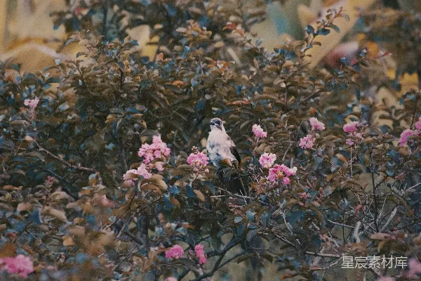 高清摄影 一只鸟栖息在开满粉红色花朵的树上。
