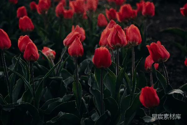 高清摄影 浅景深的红玫瑰照片