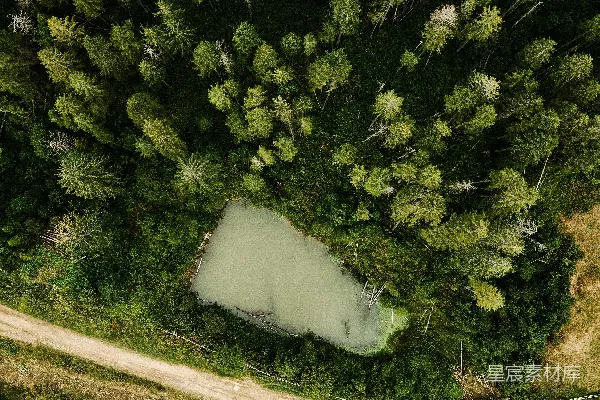 高清摄影 白天的绿松树