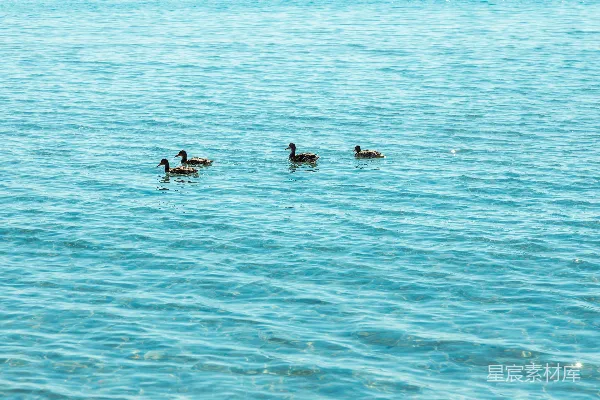 高清摄影 一群鸭子漂浮在水面上