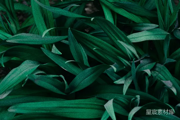 高清摄影 特写照片中的绿色植物