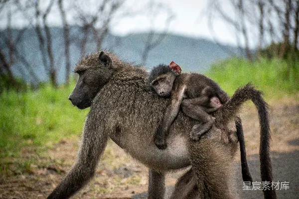 高清摄影 一只母猴背着她的幼仔。