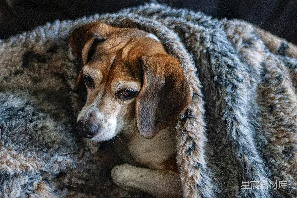 高清摄影 在被子下面的比格犬