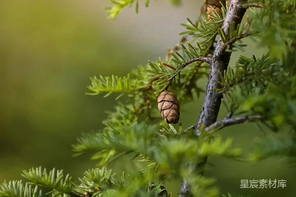 高清摄影 绿叶植物