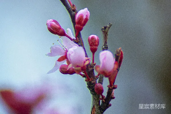 高清摄影 粉红色花瓣的花