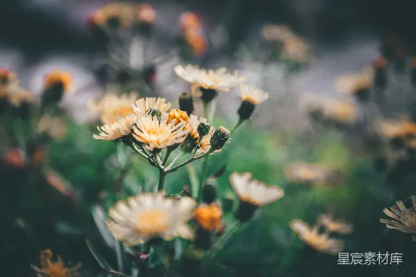 高清摄影 白色花瓣的花