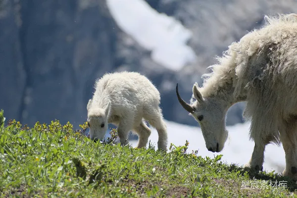 高清摄影 山羊在山区安静地吃草。