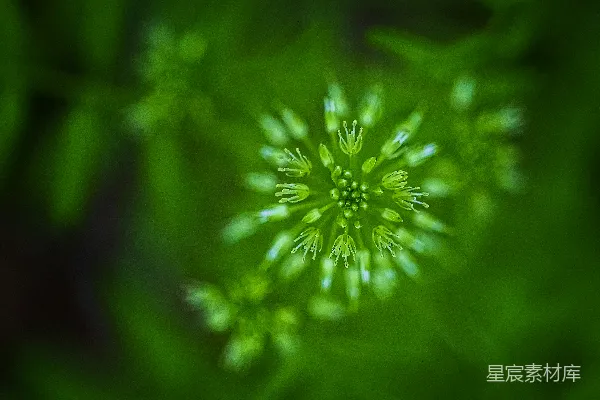 高清摄影 在近距离拍摄的绿色和白色花朵