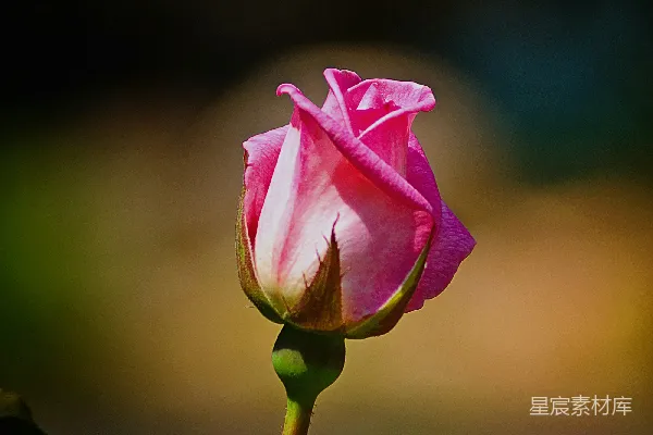 高清摄影 粉红色玫瑰花蕾