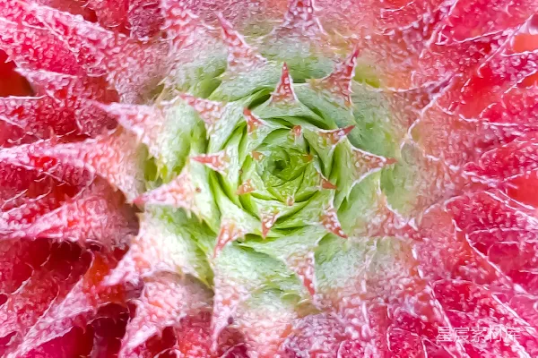 高清摄影 红色和绿色的花瓣