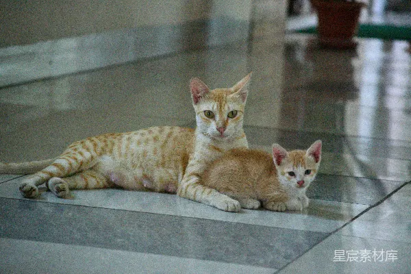 高清摄影 两只姜黄色的猫躺在铺有瓷砖的地面上