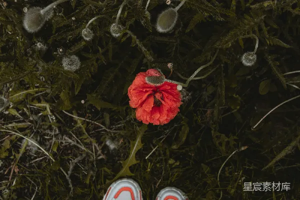 高清摄影 穿着白色和红色运动鞋的人站在枯叶上。