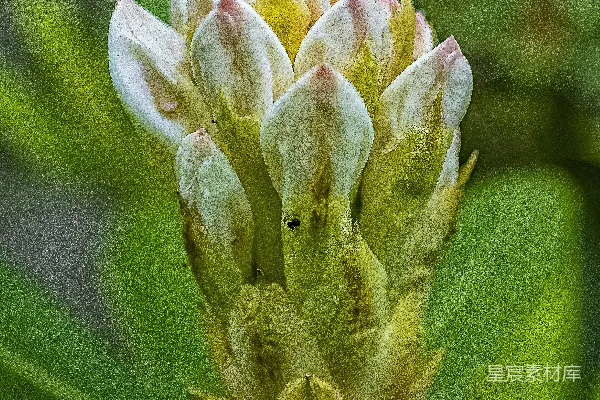 高清摄影 白粉相间的花蕾在微距拍摄下